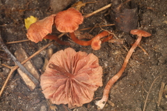 Laccaria ohiensis
