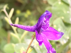Delphinium variegatum variegatum