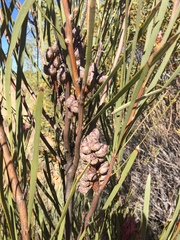 Hakea francisiana