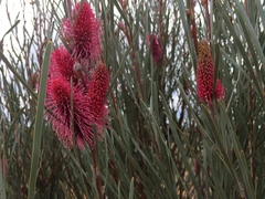 Hakea francisiana