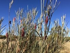 Hakea francisiana