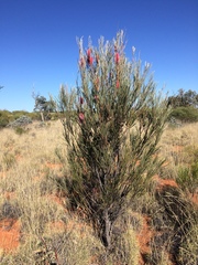 Hakea francisiana