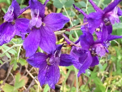 Delphinium variegatum variegatum