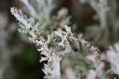 Cladonia atlantica