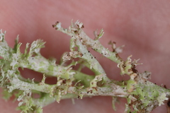 Cladonia atlantica