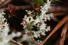 Cladonia atlantica