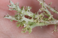 Cladonia atlantica