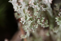 Cladonia atlantica