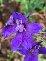 Delphinium variegatum variegatum