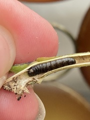 Penthesilea difficilis