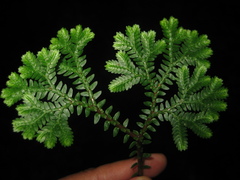 Selaginella uncinata