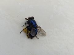 Hypopygiopsis