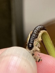 Penthesilea difficilis
