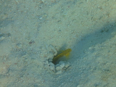 Cryptocentrus cinctus