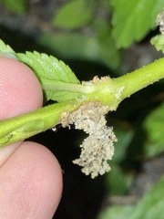Penthesilea difficilis