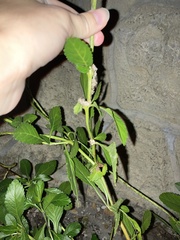 Penthesilea difficilis