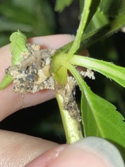 Penthesilea difficilis