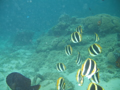Chaetodon tricinctus