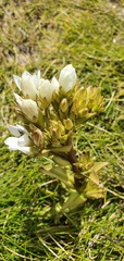 Gentianella impressinervia
