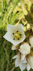 Gentianella impressinervia