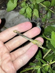 Penthesilea difficilis