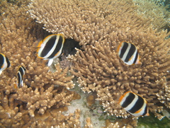 Chaetodon tricinctus