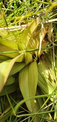 Gentianella impressinervia