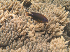 Neoglyphidodon polyacanthus