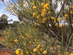 Acacia gilesiana