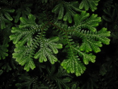 Selaginella uncinata