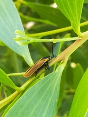 Rhinotia marginella