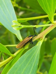 Rhinotia marginella