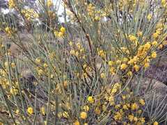 Acacia gilesiana