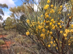Acacia gilesiana