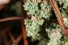 Cladonia atlantica