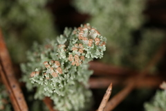 Cladonia atlantica