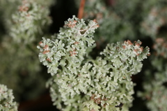 Cladonia atlantica
