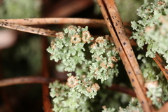 Cladonia atlantica