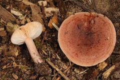 Lactarius mutabilis