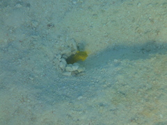 Cryptocentrus cinctus