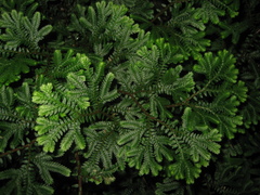 Selaginella uncinata
