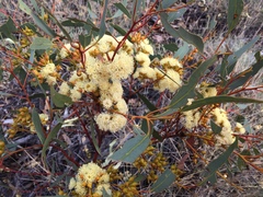 Eucalyptus socialis eucentrica