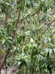 Asterotrichion discolor