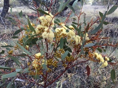 Eucalyptus socialis eucentrica