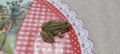 Leptodactylus