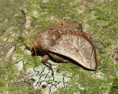 Neomocena convergens