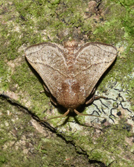 Neomocena convergens