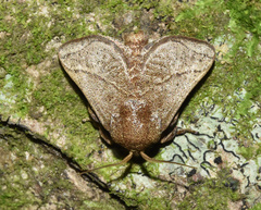Neomocena convergens