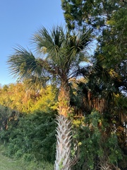 Sabal palmetto
