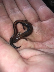 Plethodon cinereus image
